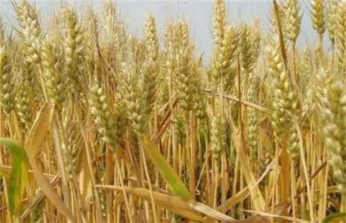 小麦增产书籍（小麦增产增收新技术）